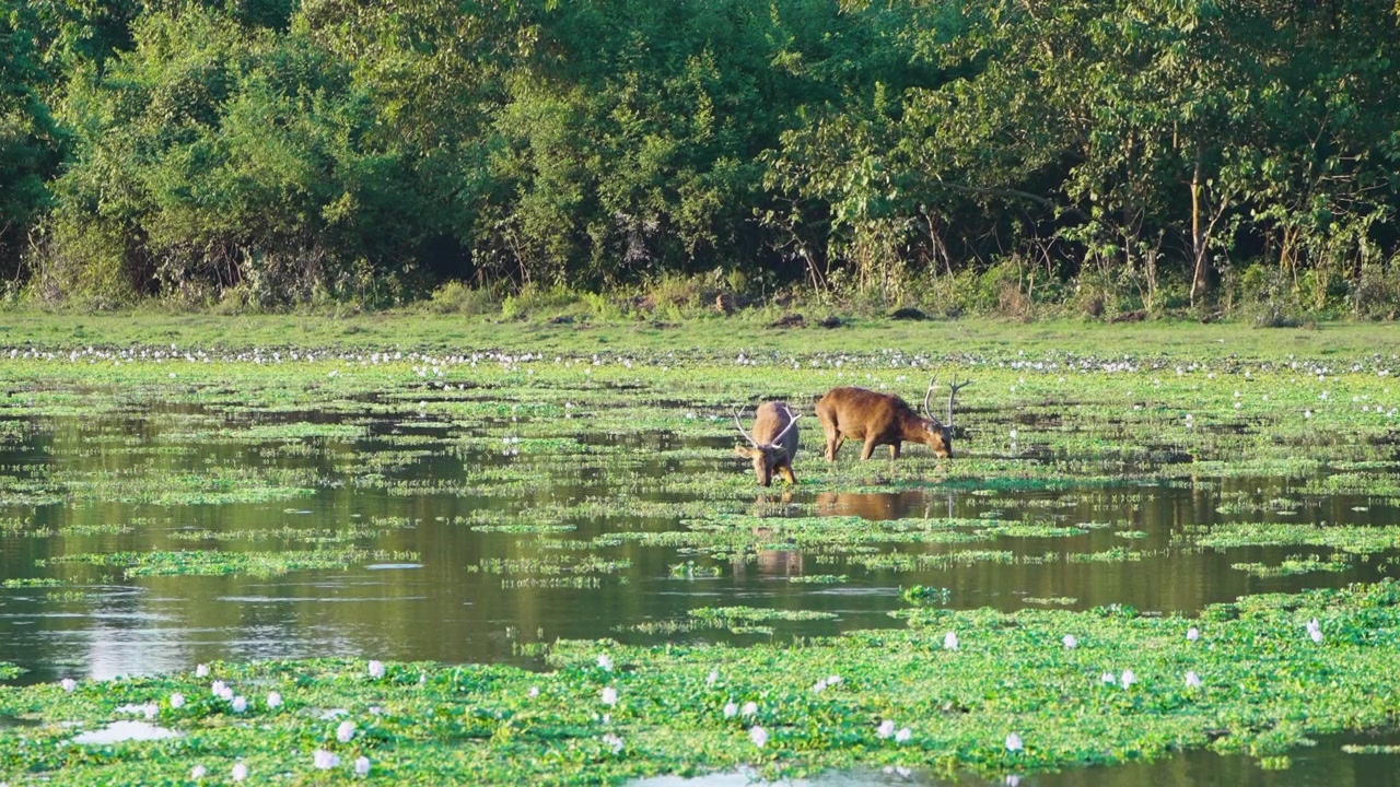 Filmisk optagelse af barasingha sumphjorte, der fouragerer i et frodigt marskland under den gyldne time. Autentisk dyrelivsscene, der viser biodiversitet og bæredygtighed i et indisk naturreservat.
