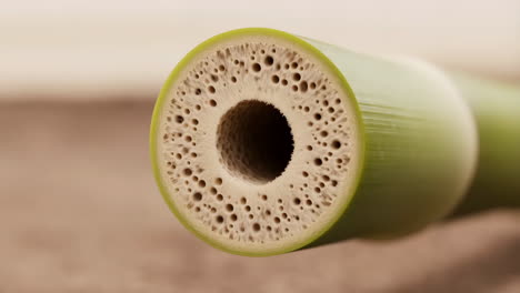 cross-section of a plant stem revealing its porous interior