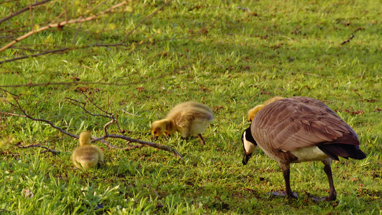 Newly hatched goslings test out their legs and instincts in slow-mo beauty.