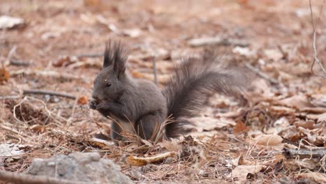 eurasian squirrel pick up pine nuts and eat - close-up