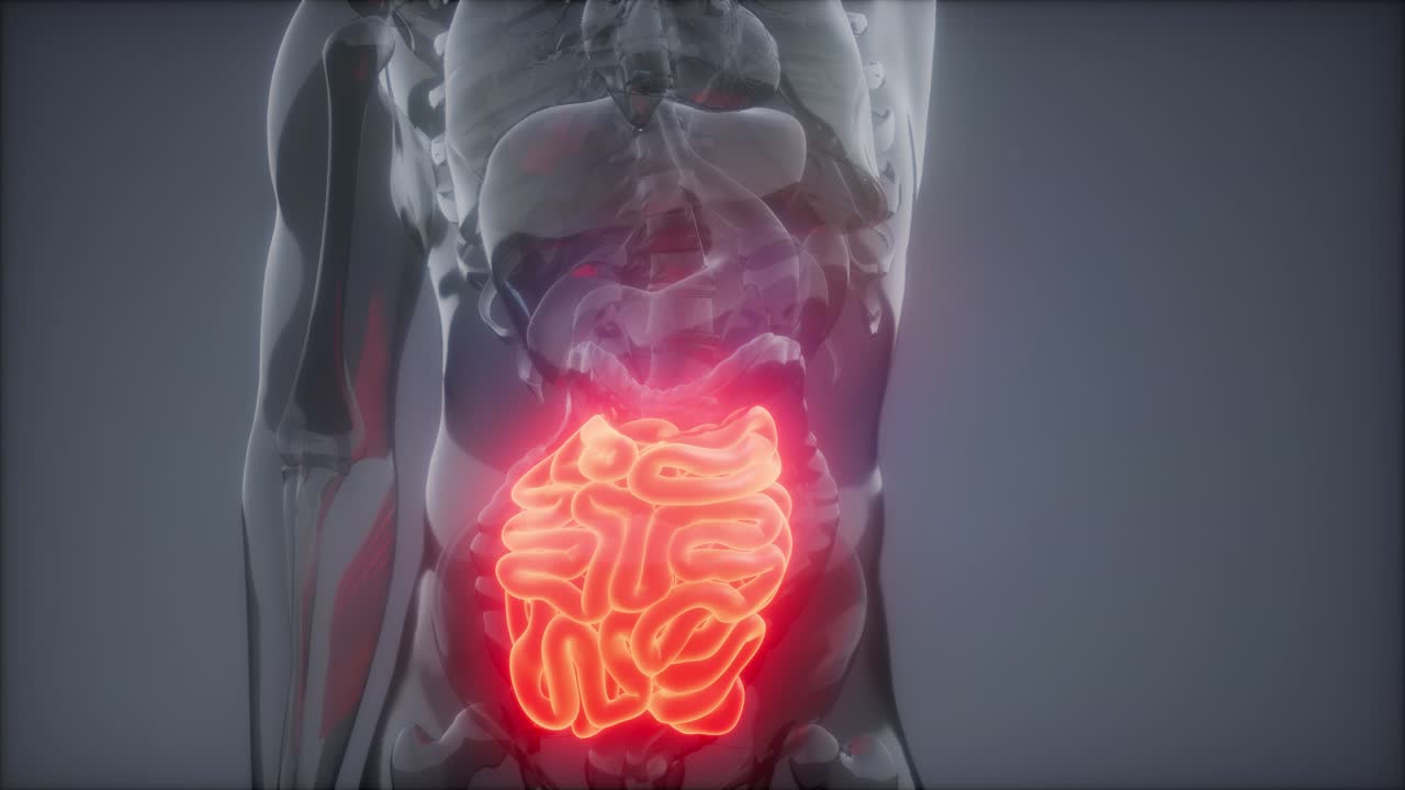 examen de radiología del intestino delgado humano