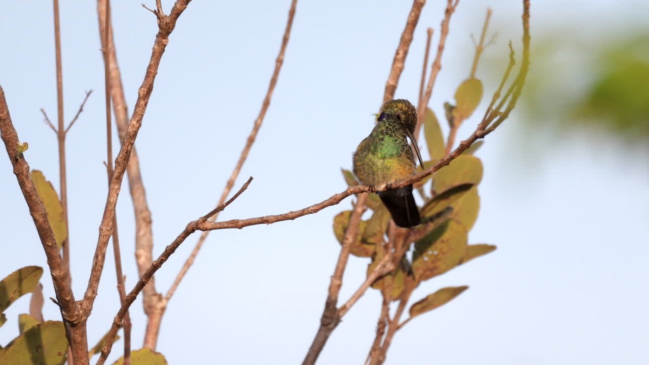 Small White-vented Violetear Hummingbird bird perched preening in tropical cerrado savanna in Brazil