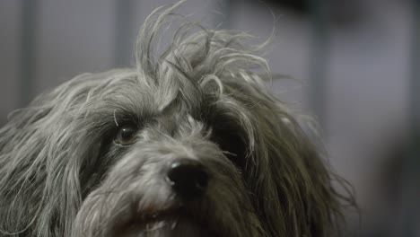 primer plano de la cara de los perros por la noche con tráfico en el fondo