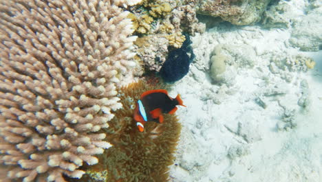 cinematic underwater shot of an anemonefish amphiprion frenatur, clownfish in a sea anemona in 4k, 120 fps, slomo