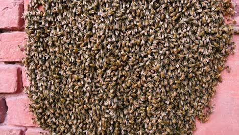 swarm of bees sucking nectar from the wall