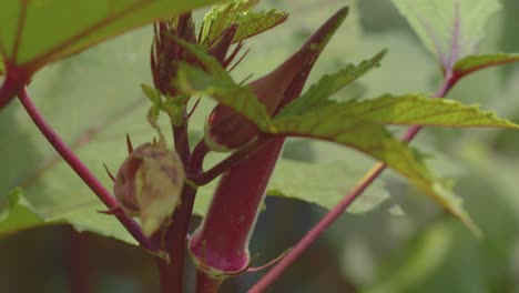 Close-up-shot-of-red-okra-plant-with-seed-pods-moving-in-breeze