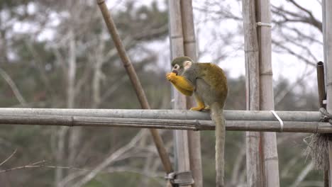 one primate squirrel monkey eating mandarine on a bamboo tree branch at zoo