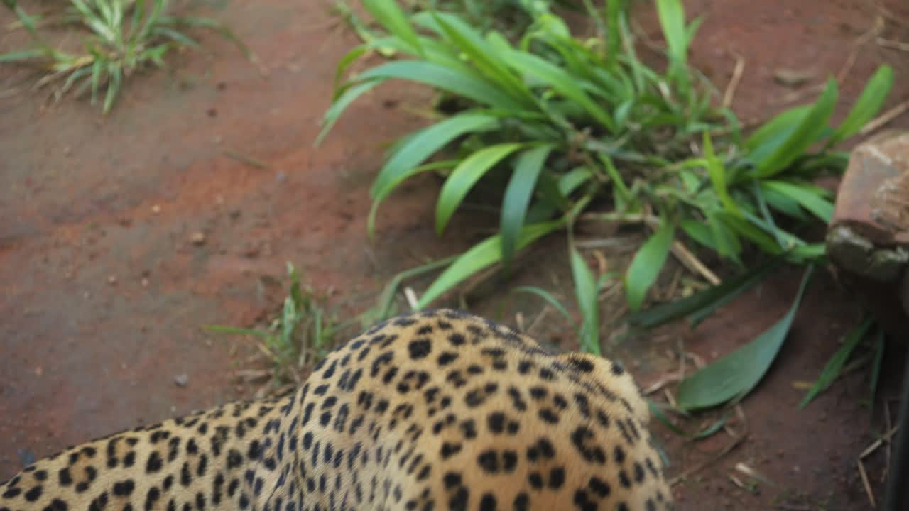 Close up : Leopard grooms spotted fur on shoulder