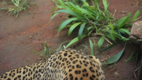 close up : leopard grooms spotted fur on shoulder