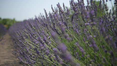 lavender field