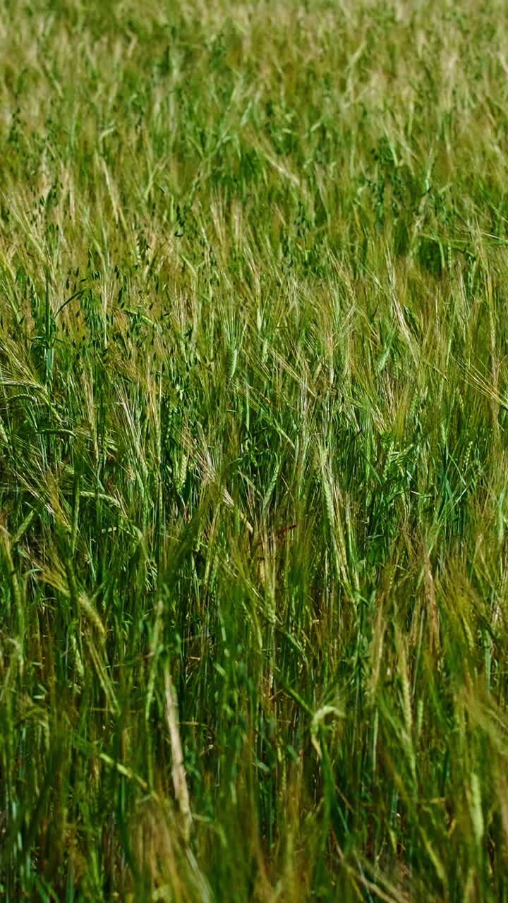 Tall grass undulates gently in the wind, reflecting sunlight as the golden hour approaches. The lush field offers a peaceful natural landscape, inviting tranquility and serenity