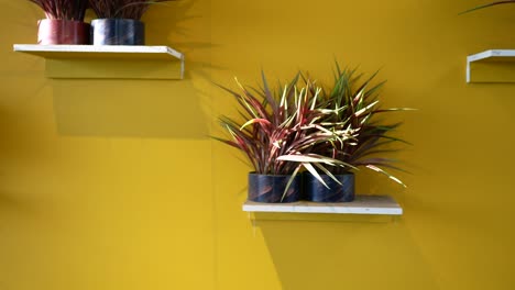 plants on shelves against a yellow wall