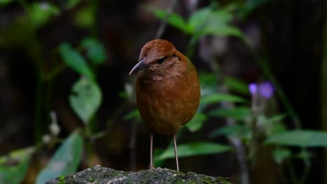 La-Pitta-De-Nuca-Oxidada-Es-Un-Ave-Confiada-Que-Se-Encuentra-En-Hábitats-De-Bosques-Montañosos-De-Gran-Altura,-Hay-Muchos-Lugares-En-Tailandia-Para-Encontrar-Esta-Ave