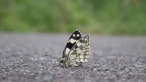 lonely butterfly stands on the road