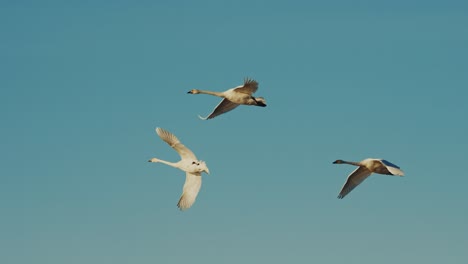 two swans soaring in the sky