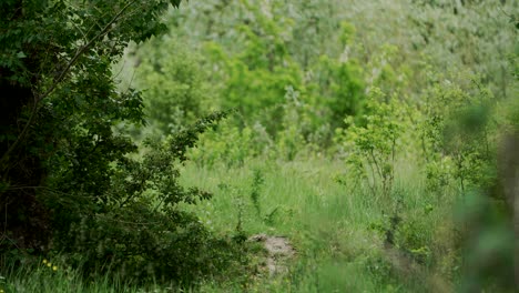 dirt path leading into green forest, establishing shot