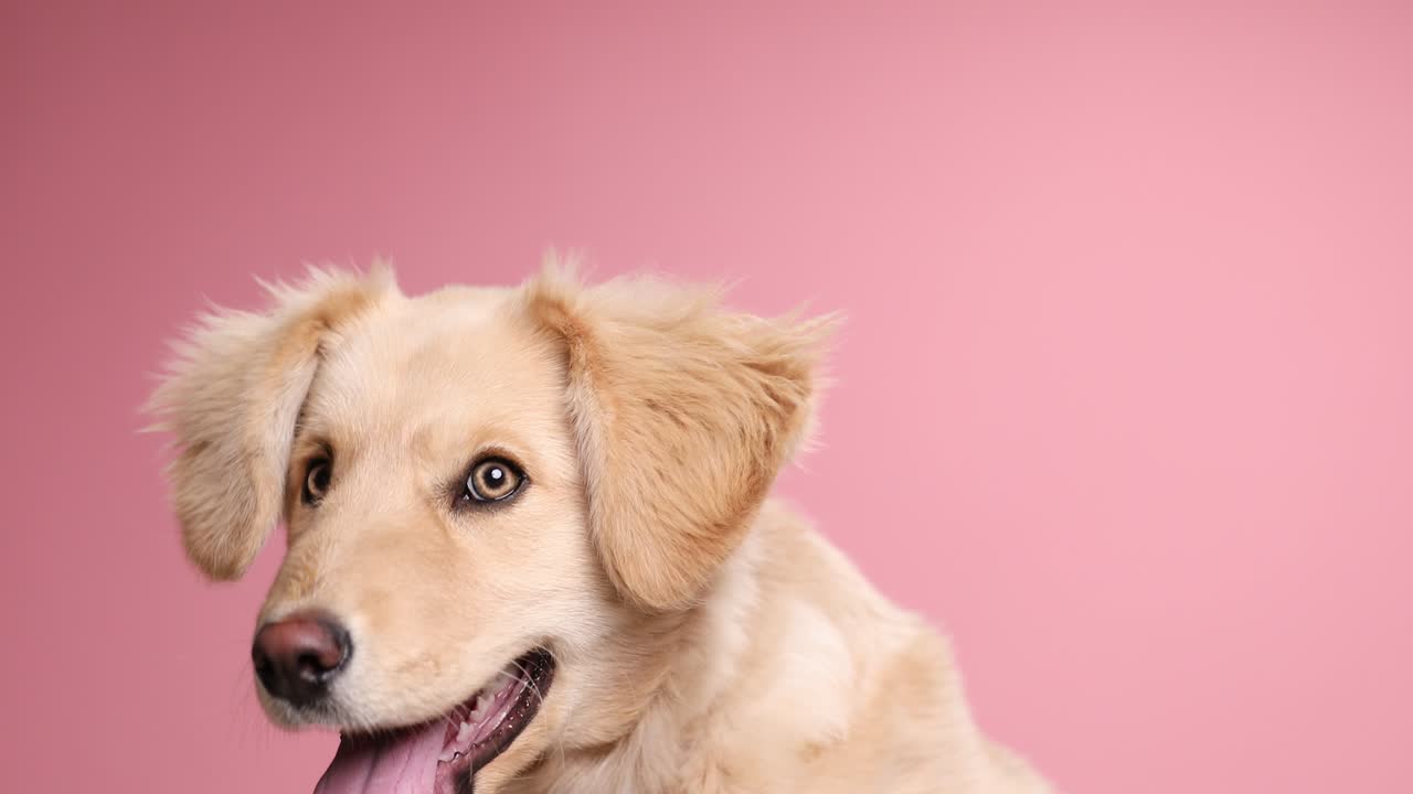 귀여운 작은 골든 리트리버 강아지가 스튜디오에서 분홍색 배경에서 으로 보고 걱거리는 혀를 내밀고 숨을 쉬고 있습니다.