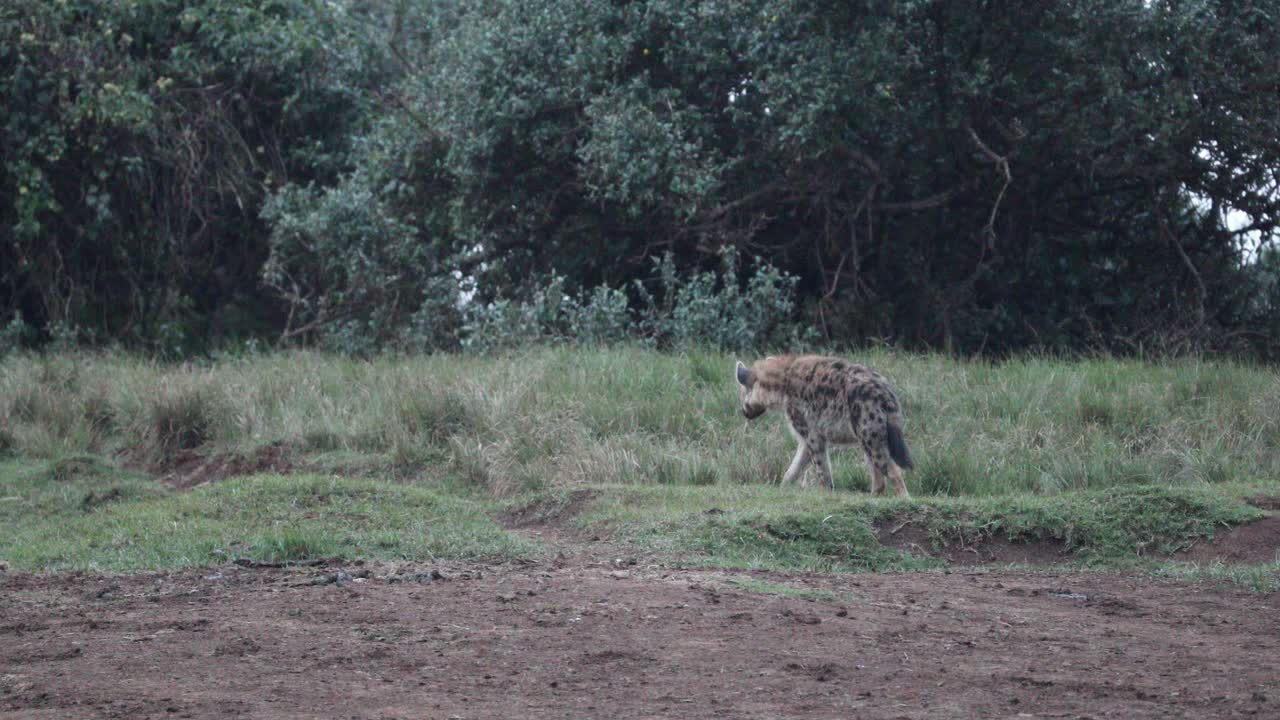 Spotted Hyena Wandering In The Wilderness Of Aberdare National Park, Kenya, East Africa