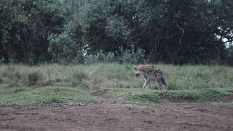 hiena manchada deambulando en el desierto del parque nacional de aberdare, kenia, áfrica oriental