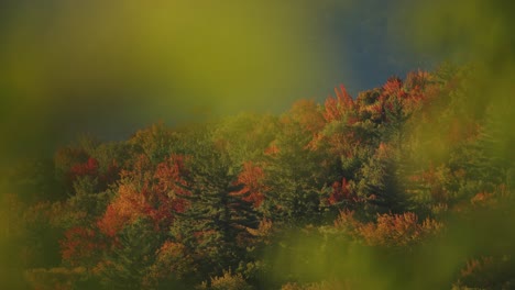 colorful vibrant leaves on trees in new england