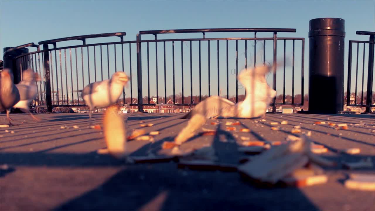 석양에 빵을 먹는 갈매기