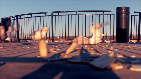 Seagulls-feeding-on-bread-at-sunset