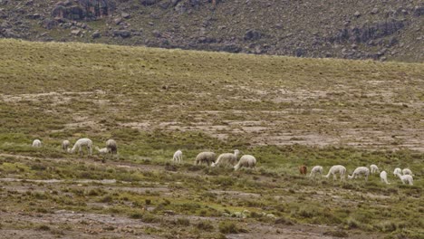 llanuras con llamas pastando, pampas galeras, perú