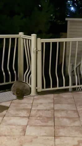 curious raccoons on a balcony at night with metal railing in background