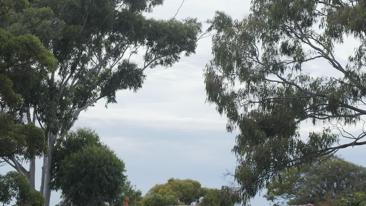 Gum tree branches sway in Sydney breeze