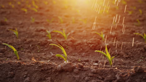 Water-Jets-Water-Young-Shoots-On-The-Field-At-Sunset-With-Beautiful-Glare-Irrigation-And-Irrigation