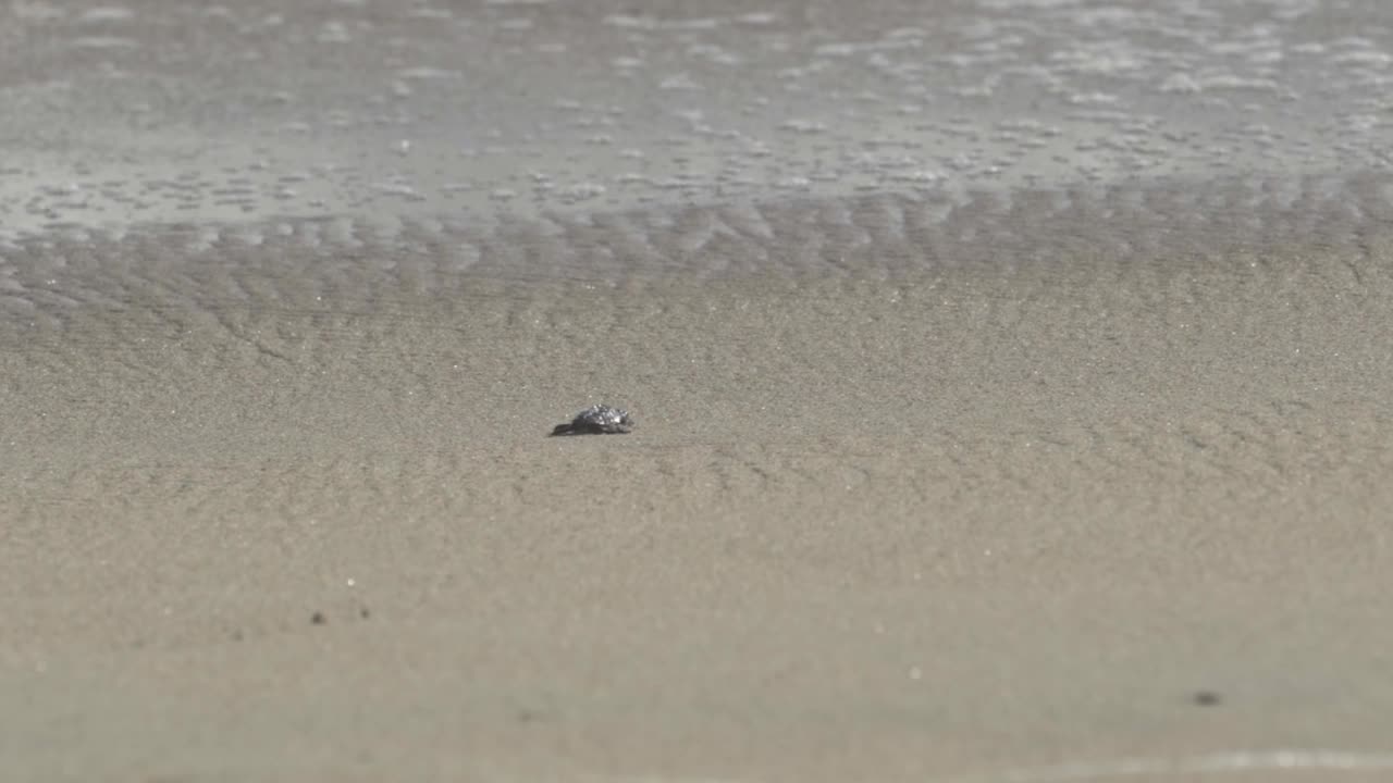 A tiny marine baby turtle (hatchling) begins its perilous, instinctive journey across the sandy beach of Oaxaca, Mexico, heading toward the Pacific Ocean