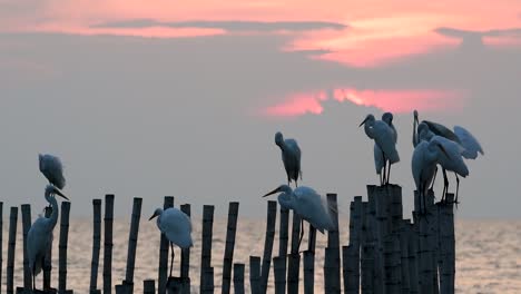 The-Great-Egret,-also-known-as-the-Common-Egret-or-the-Large-Egret