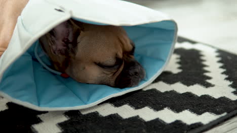 Sad-French-bulldog---dog-with-protective-collar-on-neck,-protection-of-animals-against-licking-during-infection