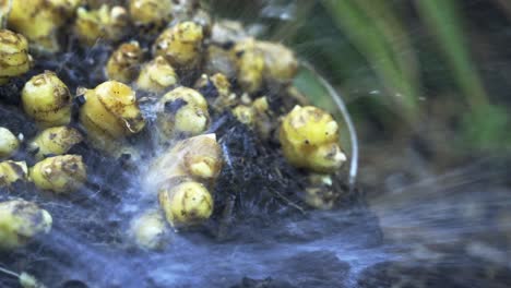 washing dirt off of ginger root the delicate process of ginger harvesting in full bloom home gardening