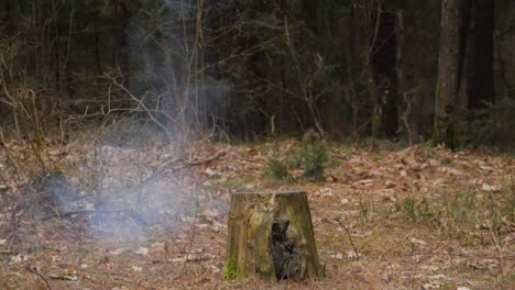 slowmotion of firework bee take off