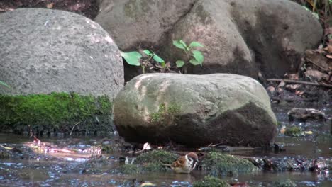 sparrow playing in riverside in shiba park