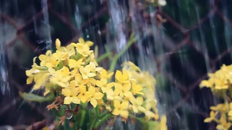 close-up of yellow flowers by a metal fence