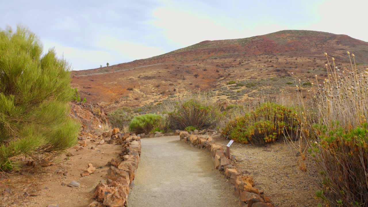 A serene pathway leads through the lush vegetation of Teide National Park, revealing diverse plant life and stunning mountainous backdrops in Tenerife. Nature's tranquility captivates the senses.