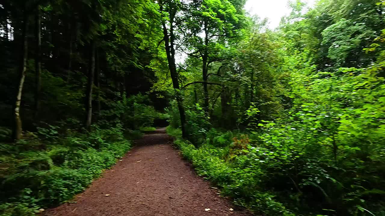 un camino sereno del bosque en dunkeld, escocia