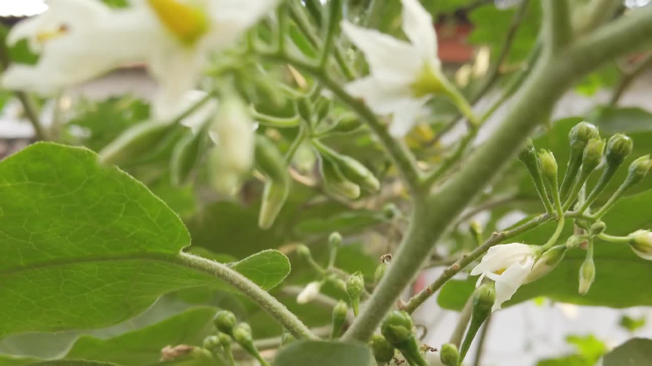 칠면조 베리와 정원에 있는 나무