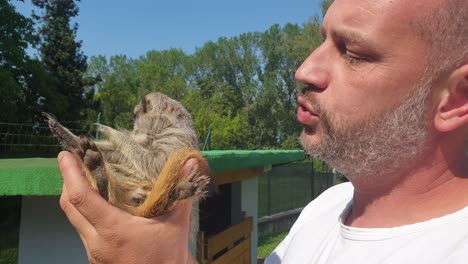 adult caucasian man plays with meerkat while holding it in hands