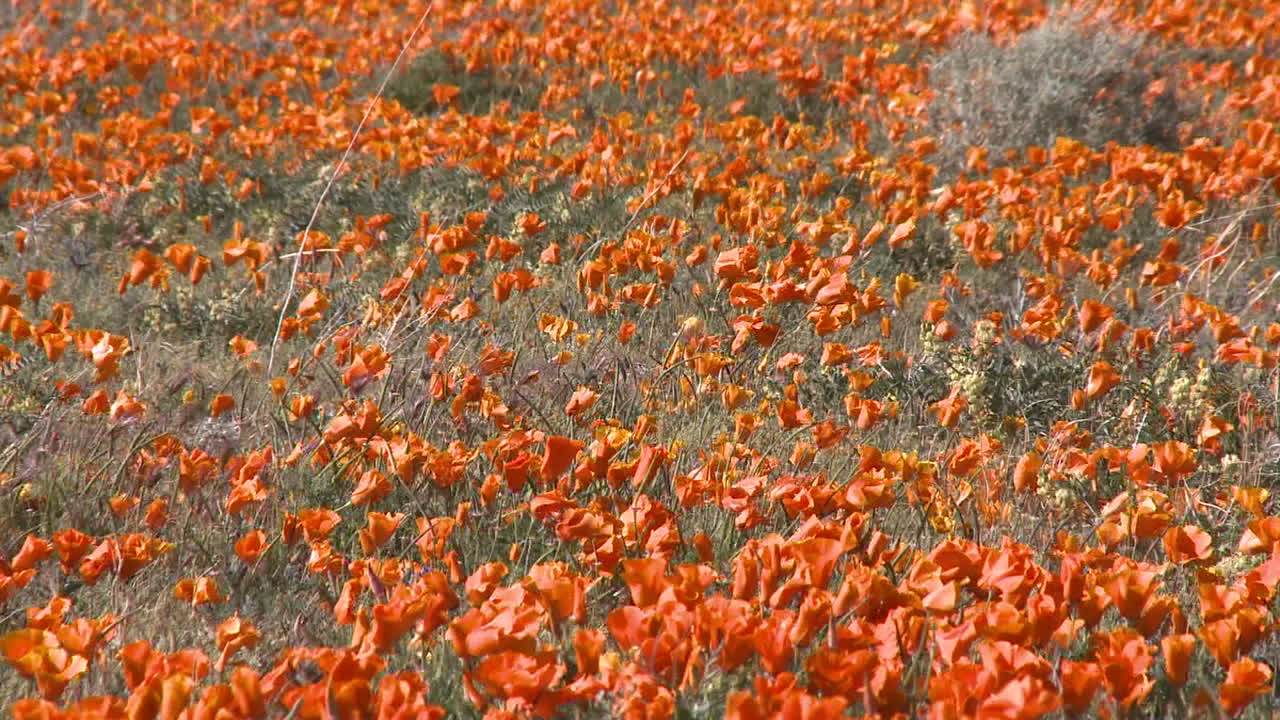 alejar las amapolas de california en flor en la reserva de amapolas del valle del antílope california
