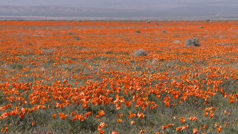 Zoom-out-of-california-poppies-in-bloom-in-the-Antelope-Valley-Poppy-Preserve-California