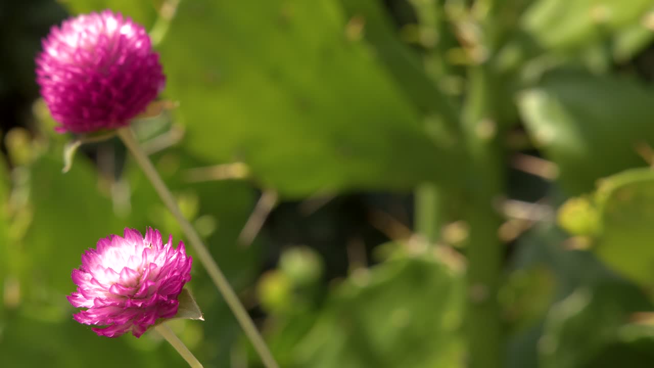 Gambar close-up bunga Gomphrena globosa merah muda cerah yang bergoyang lembut di bawah sinar matahari alami yang terang