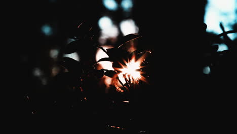 luz brillante del atardecer a través de hojas y árboles