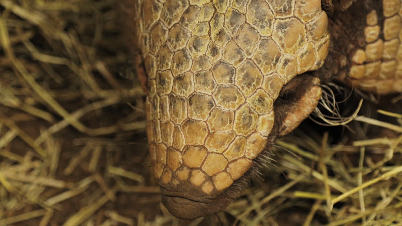 primer plano de la cabeza de un armadillo
