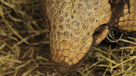 primer plano de la cabeza de un armadillo