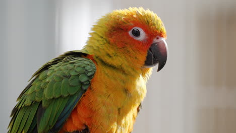 close up of sun parakeet flipping wings and yells opening beak