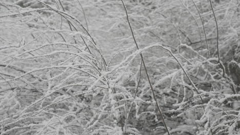 Fuertes-Nevadas-Cayendo-En-Un-Jardín-Sobre-Ramas-Desnudas-En-El-Oeste-De-Yorkshire