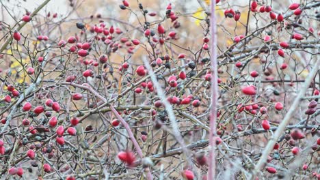 movement around the rosehip bush in autumn